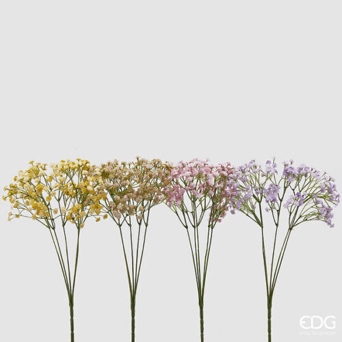 EDG - Gypsophila Cespuglio