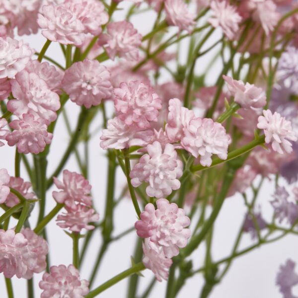 EDG - Gypsophila Cespuglio - immagine 3