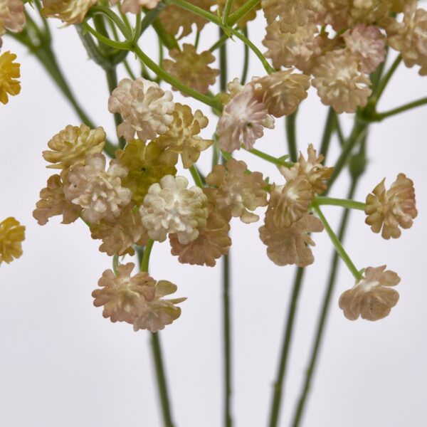 EDG - Gypsophila Cespuglio - immagine 4