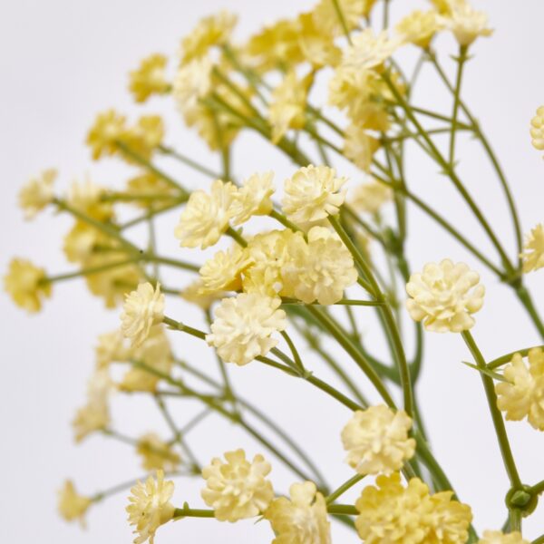 EDG - Gypsophila Cespuglio - immagine 6