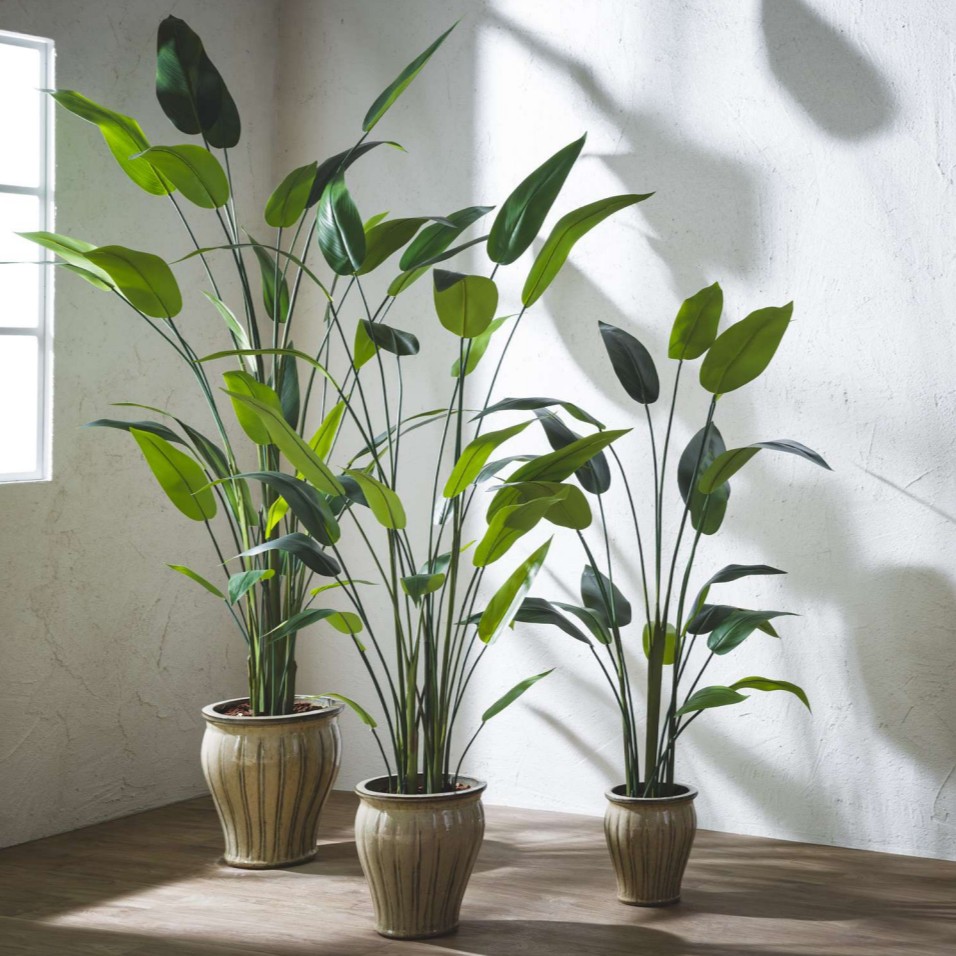 STRELITZIA AMBIENTATA